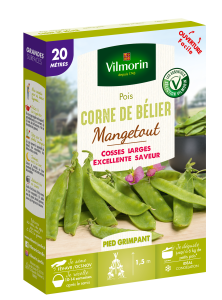 Pois Mangetout Corne de Bélier - 20 m